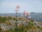 Skärgården runt Hålviken