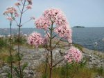 Skärgården runt Hålviken