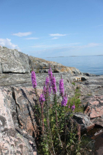 Skärgården runt Hålviken