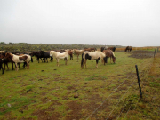 Hästarna i lä av lavafältet