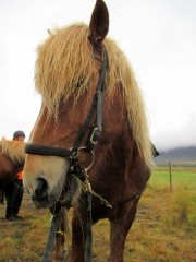 Hästen Gneisli