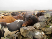 Hästbyte vid uppsamlingsplatsen för får vid Hítardalur