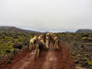 Löshästarna på väg upp genom lavafälten